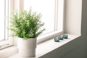 Add Some Life to Your Home with Houseplants