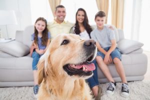 Smart ways to pet-proof your home