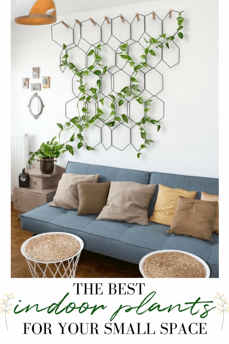 The Best Kinds of Indoor Plants for your Small Space